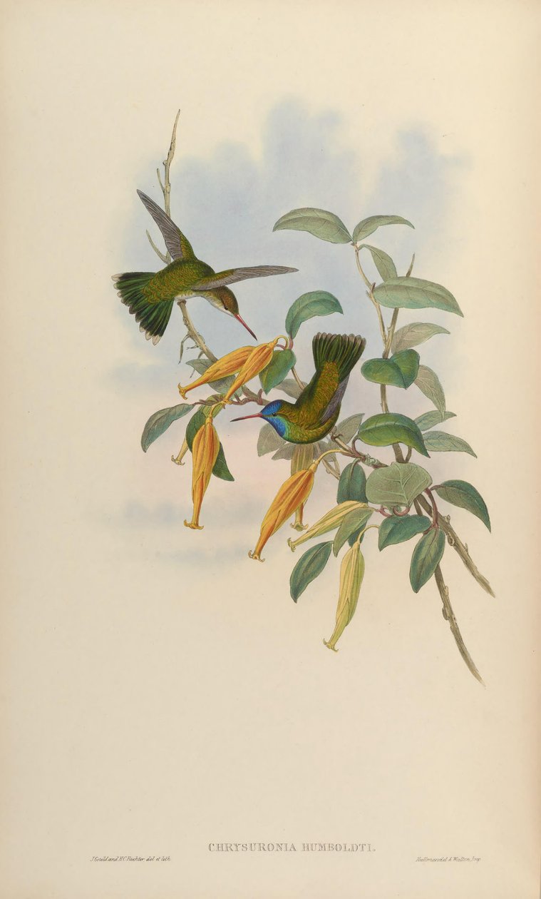 Chrysuronia humboldti = Hylocharis humboldti بواسطة جون جولد