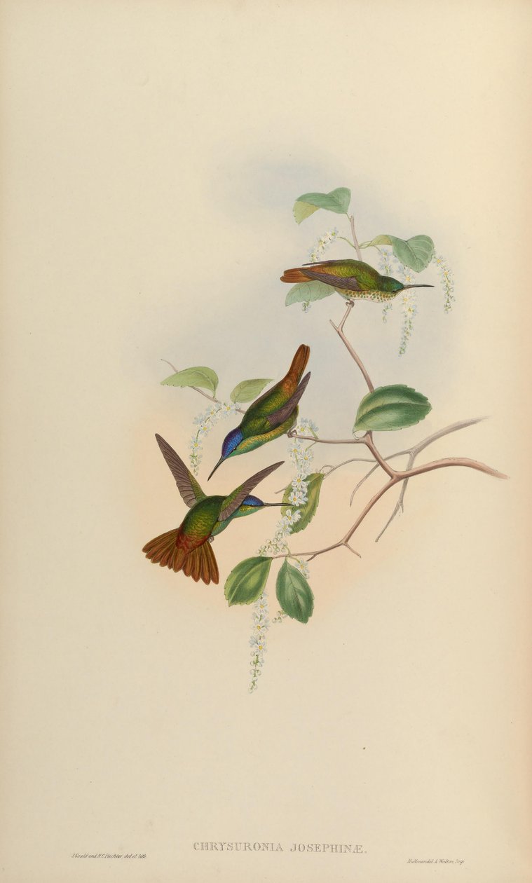 Chrysuronia josephinae = Chrysuronia oenone josephinae بواسطة جون جولد