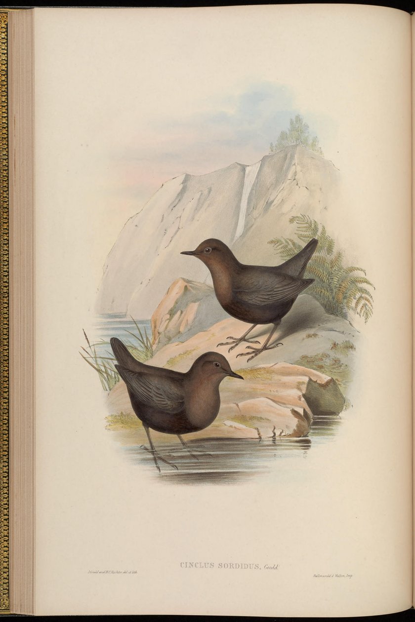 Cinclus sordidus = تحويل غامق من Cinclus cinclus cashmeriensis ref بواسطة جون جولد