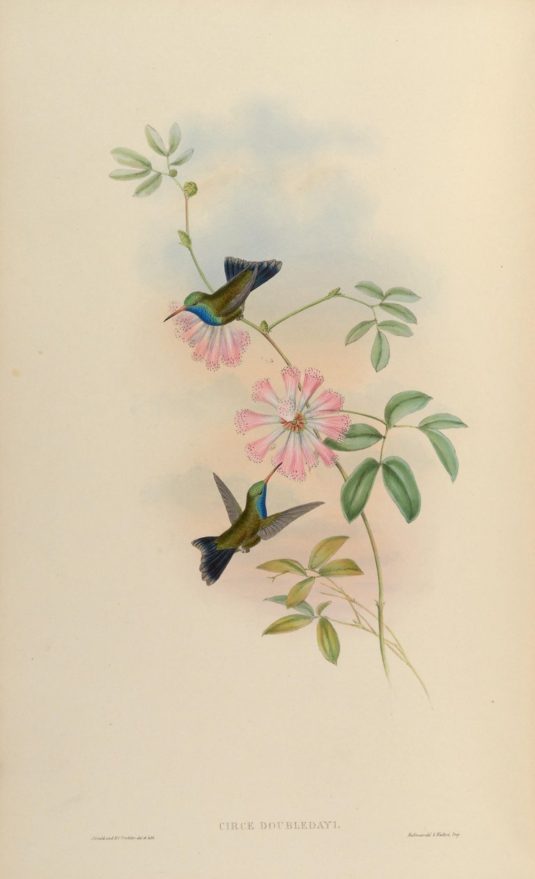 Circe doubledayi = Cynanthus latirostris doubledayi بواسطة جون جولد