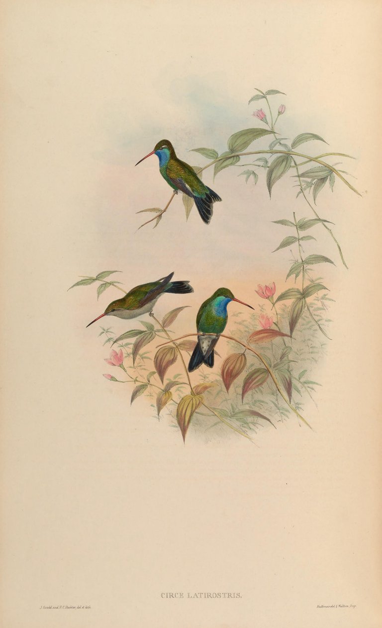 Circe latirostris = Cynanthus latirostris بواسطة جون جولد