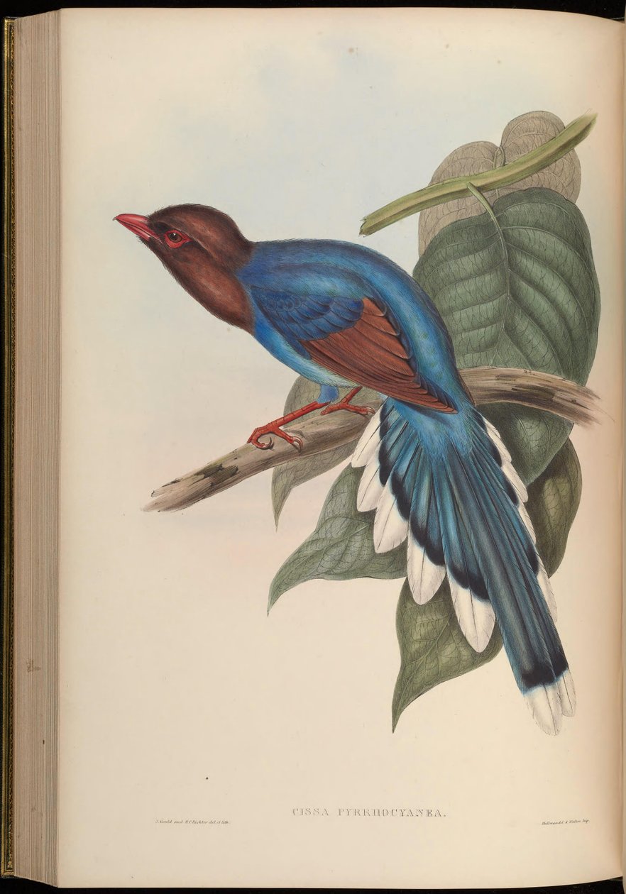 Cissa pyrrhocyanea = Urocissa مزخرف بواسطة جون جولد