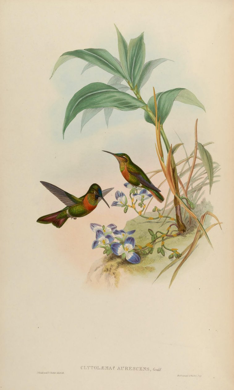 Clytolaema aurescens = عصيات بولي بلانكتا بواسطة جون جولد