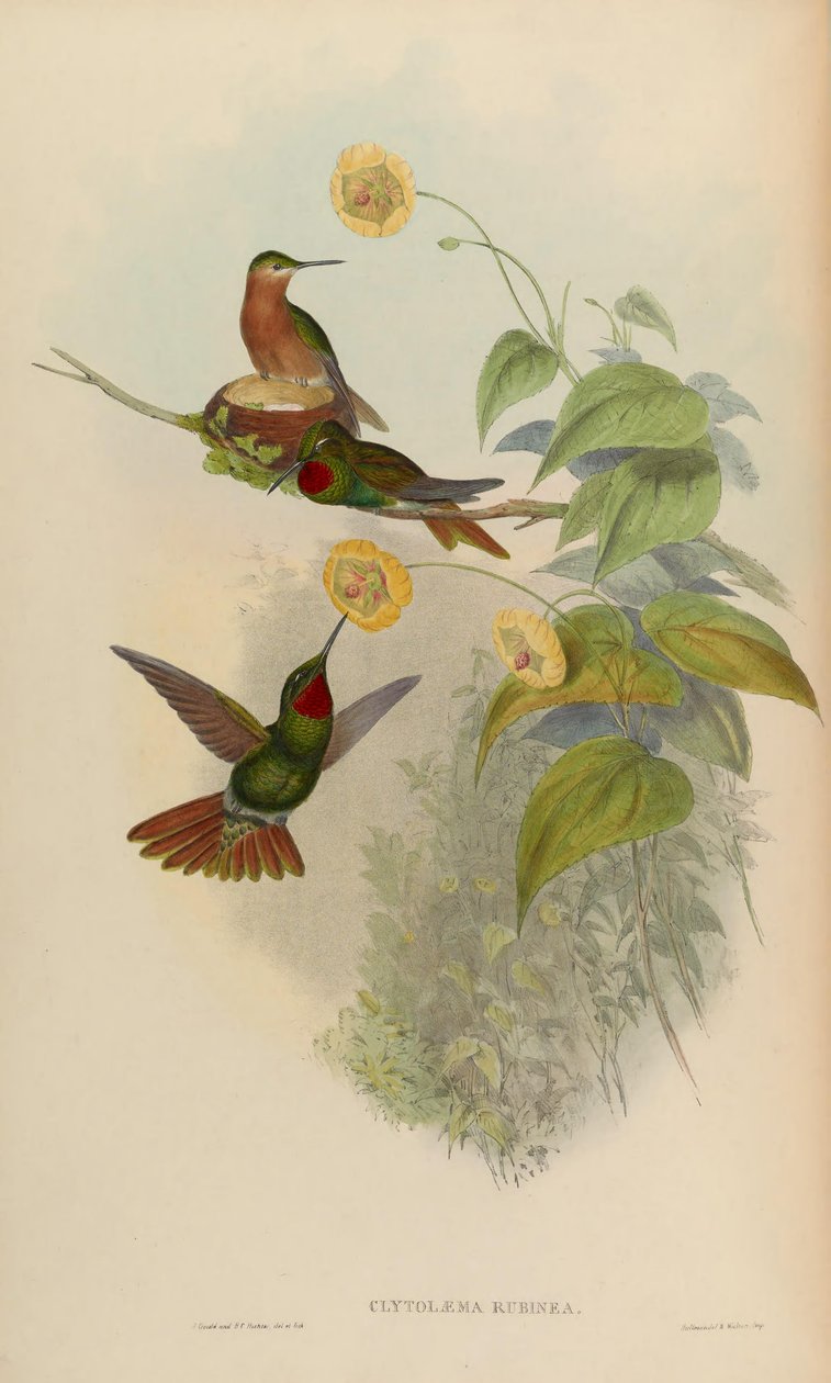 Clytolaema rubinea = Clytolaema rubricuda بواسطة جون جولد