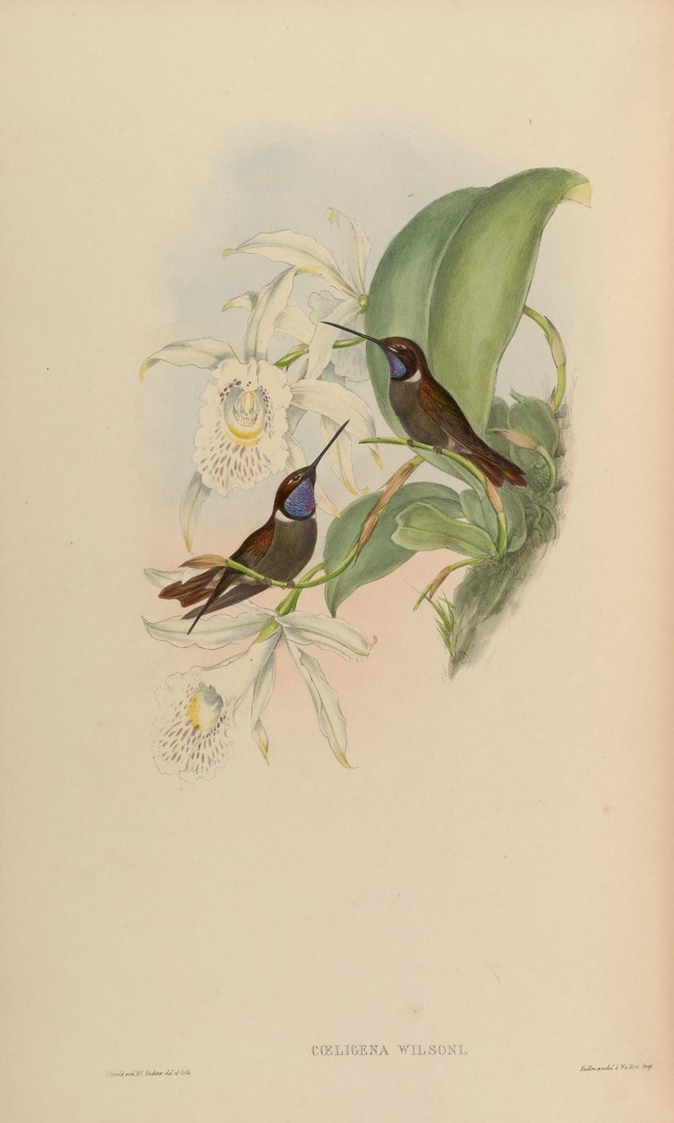 Coeligena wilsoni بواسطة جون جولد