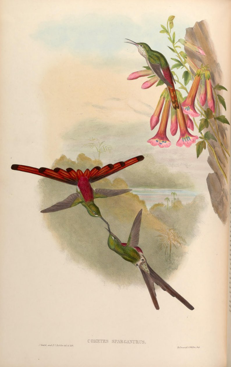 Cometes sparganurus = الياقوت sparganura بواسطة جون جولد