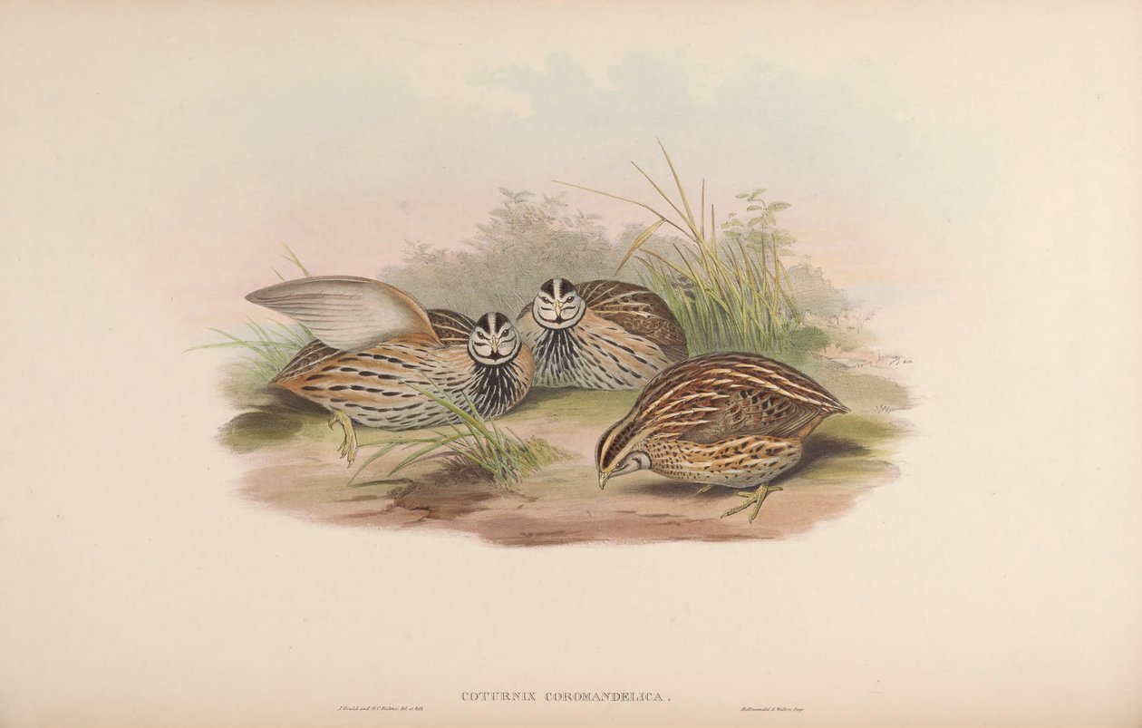 Coturnix coromandelica بواسطة جون جولد