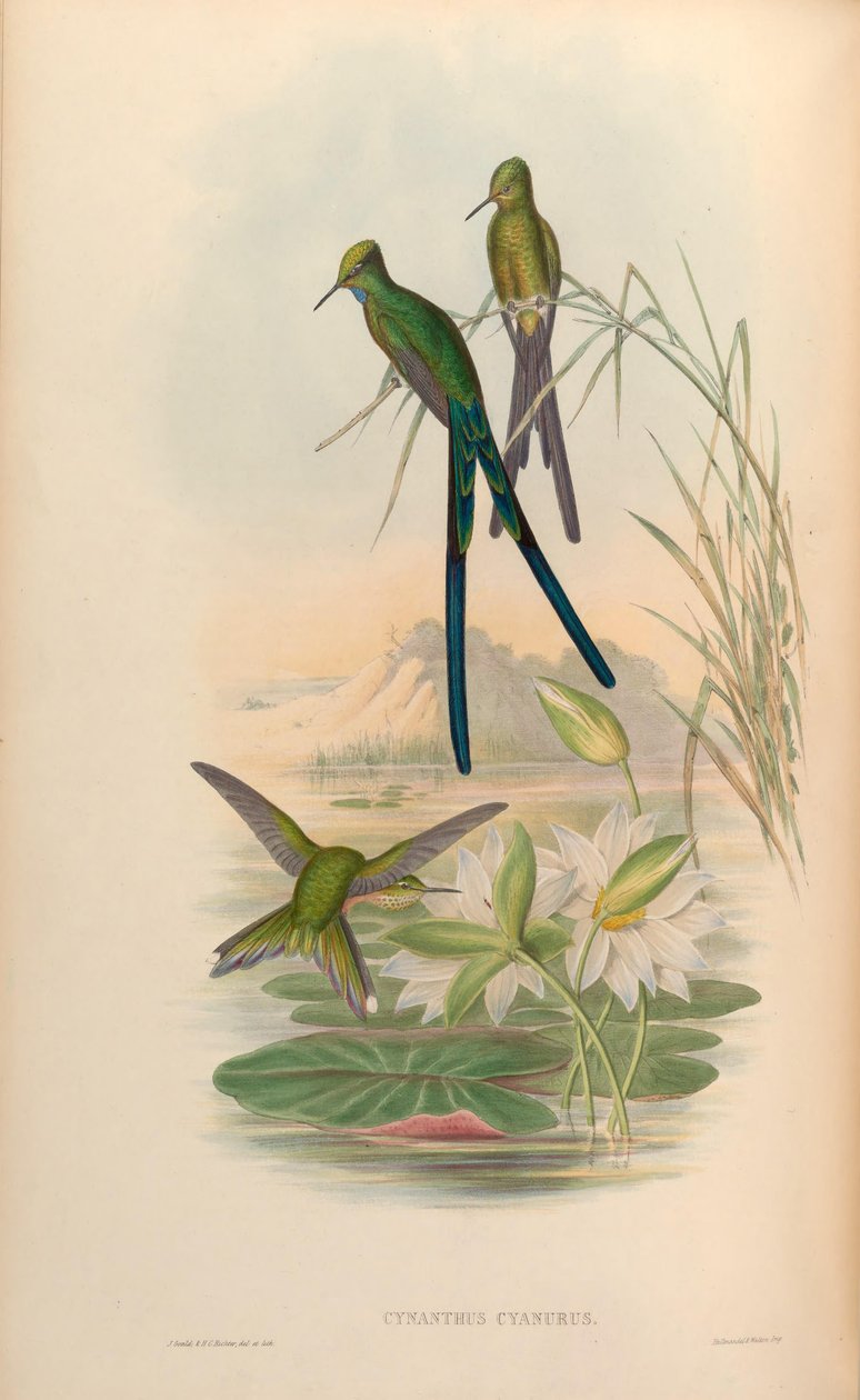 Cynanthus cyanurus = Aglaiocercus kingi بواسطة جون جولد