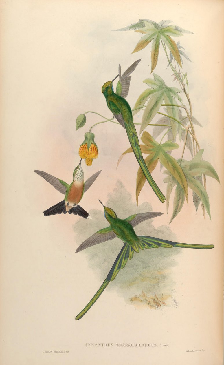 Cynanthus smaragdicaudus = Aglaiocercus kingi smaragdinus بواسطة جون جولد