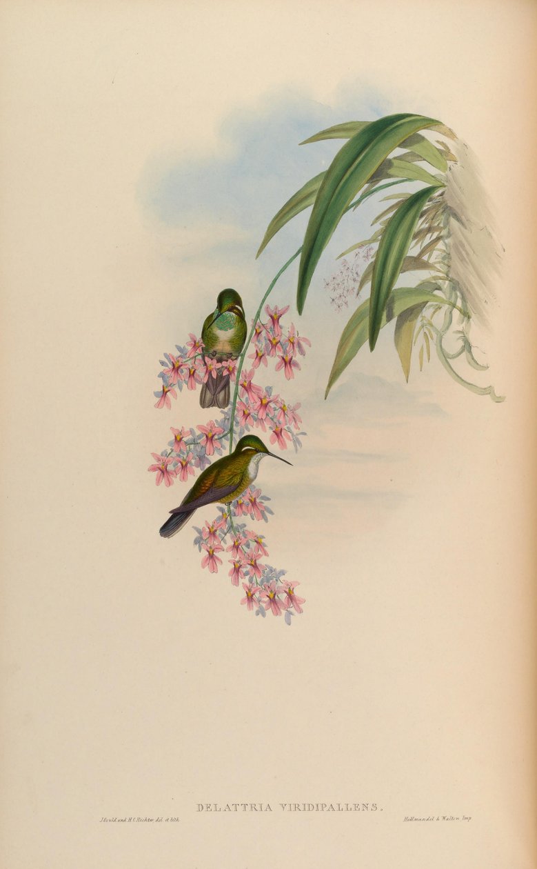 Delattria viridipallens = lampornis viridipallens بواسطة جون جولد