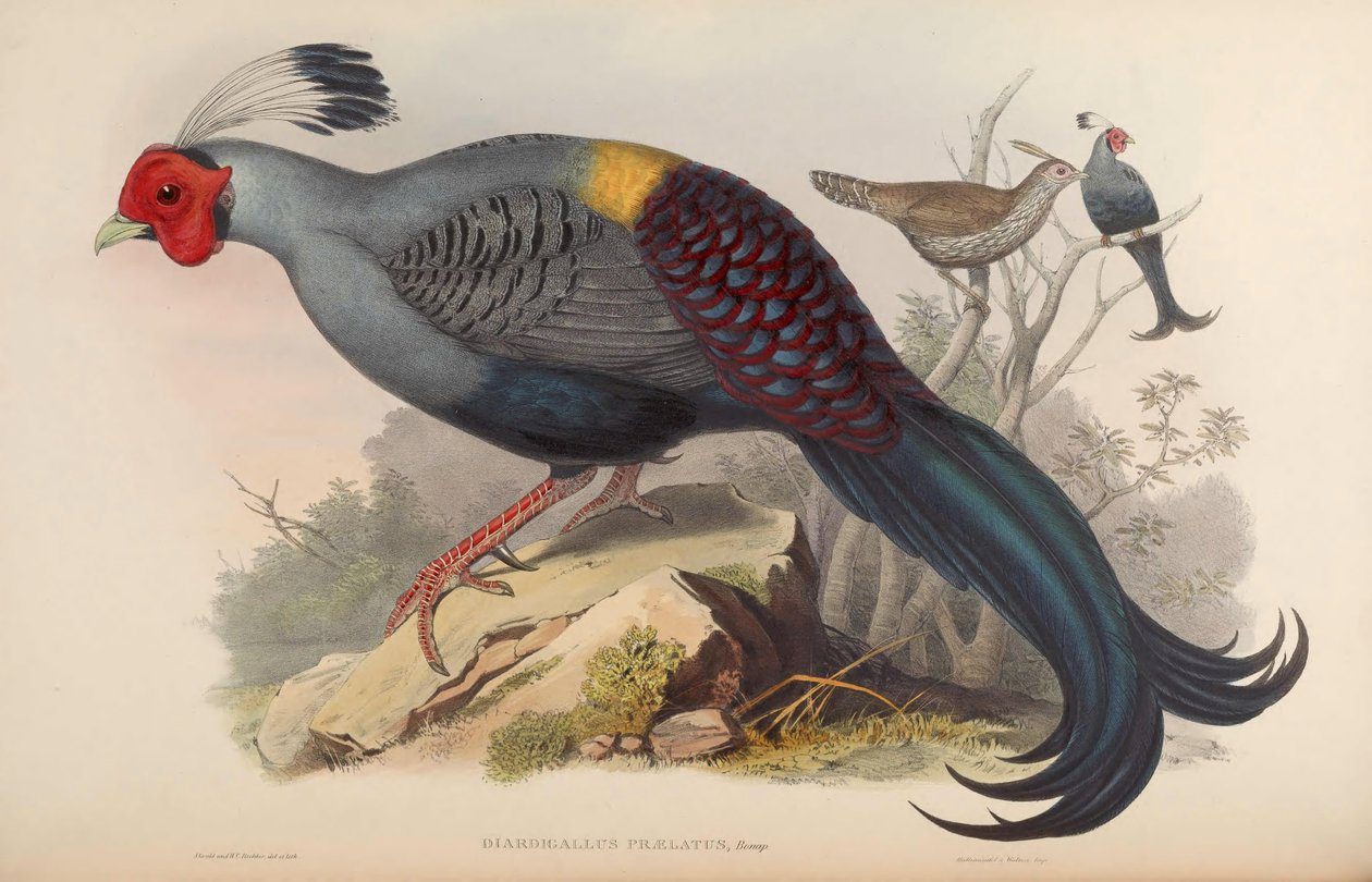 فضل Diardigallus Lophura diardi = [2] بواسطة جون جولد