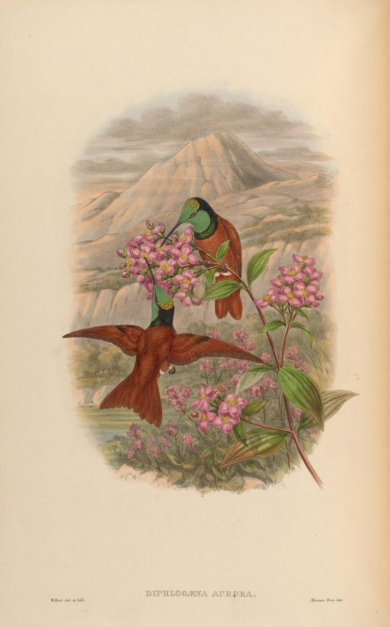 Diphlogaena aurora = Coeligena iris aurora بواسطة جون جولد