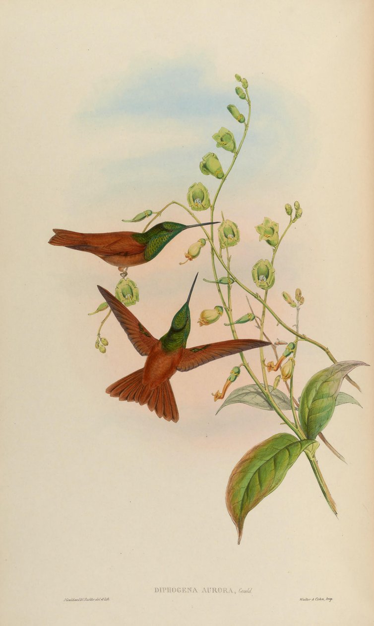 Diphogena aurora = Coeligena iris aurora بواسطة جون جولد