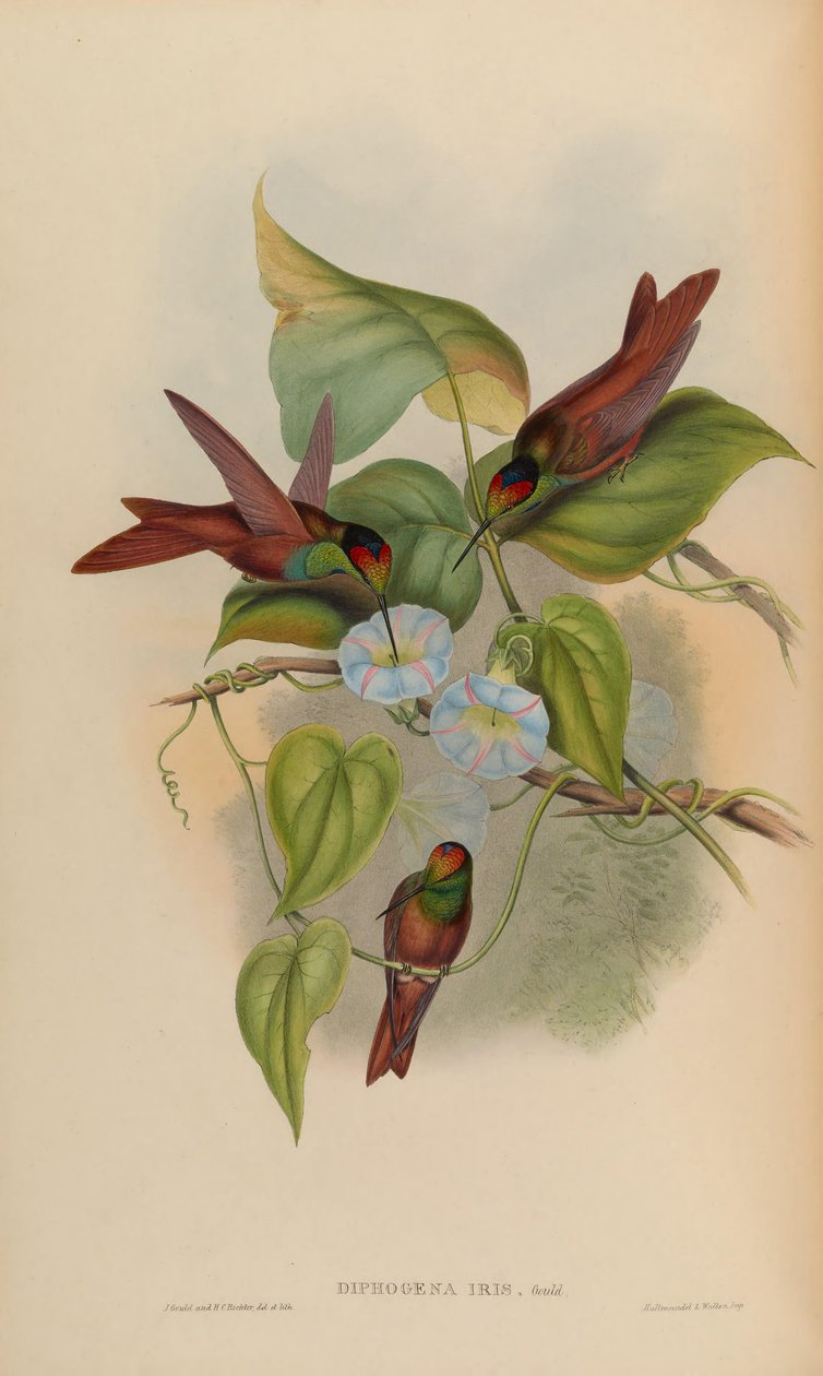 Diphogena iris بواسطة جون جولد