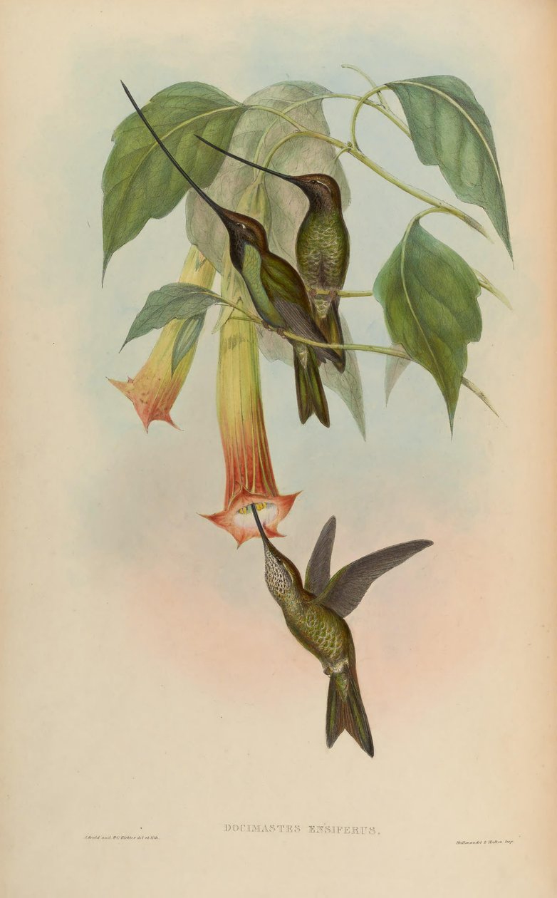 Docimastes ensiferus = Ensifera ensifera بواسطة جون جولد