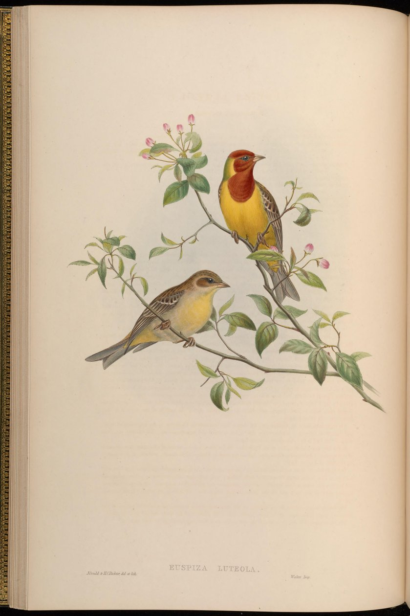 Emberiza luteola = Emberiza brunniceps بواسطة جون جولد