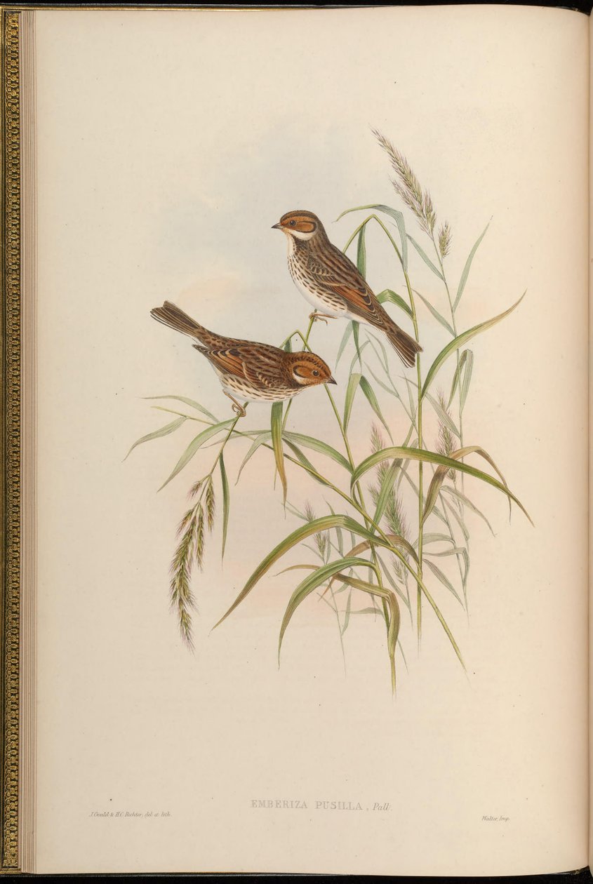 Emberiza pusilla بواسطة جون جولد