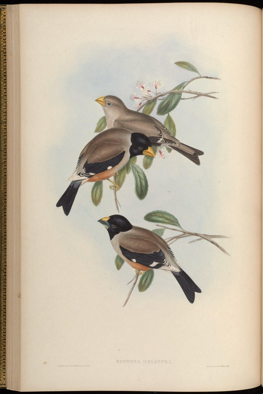 Eophona melanura = Eophonaigratoria بواسطة جون جولد