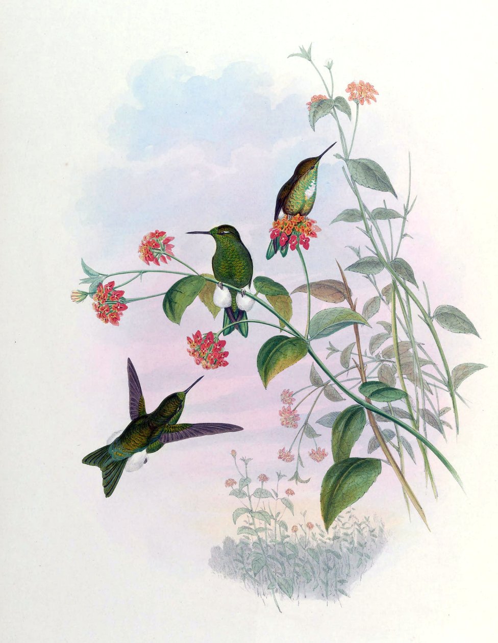 Eriocnemis aline = Syn بواسطة جون جولد