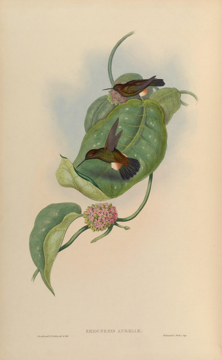 Eriocnemis pupae = Haplophaedia aureliae بواسطة جون جولد
