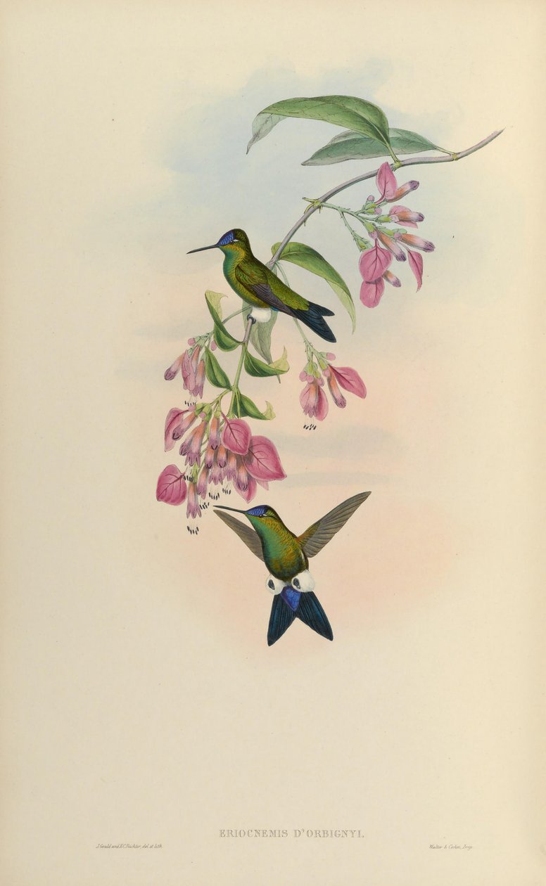 Eriocnemis dorbignyi = Eriocnemis glaucopoides بواسطة جون جولد