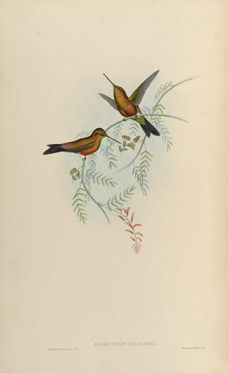 Eriocnemis isaacsoni = Eriocnemis sp. x Helianthea sp بواسطة جون جولد