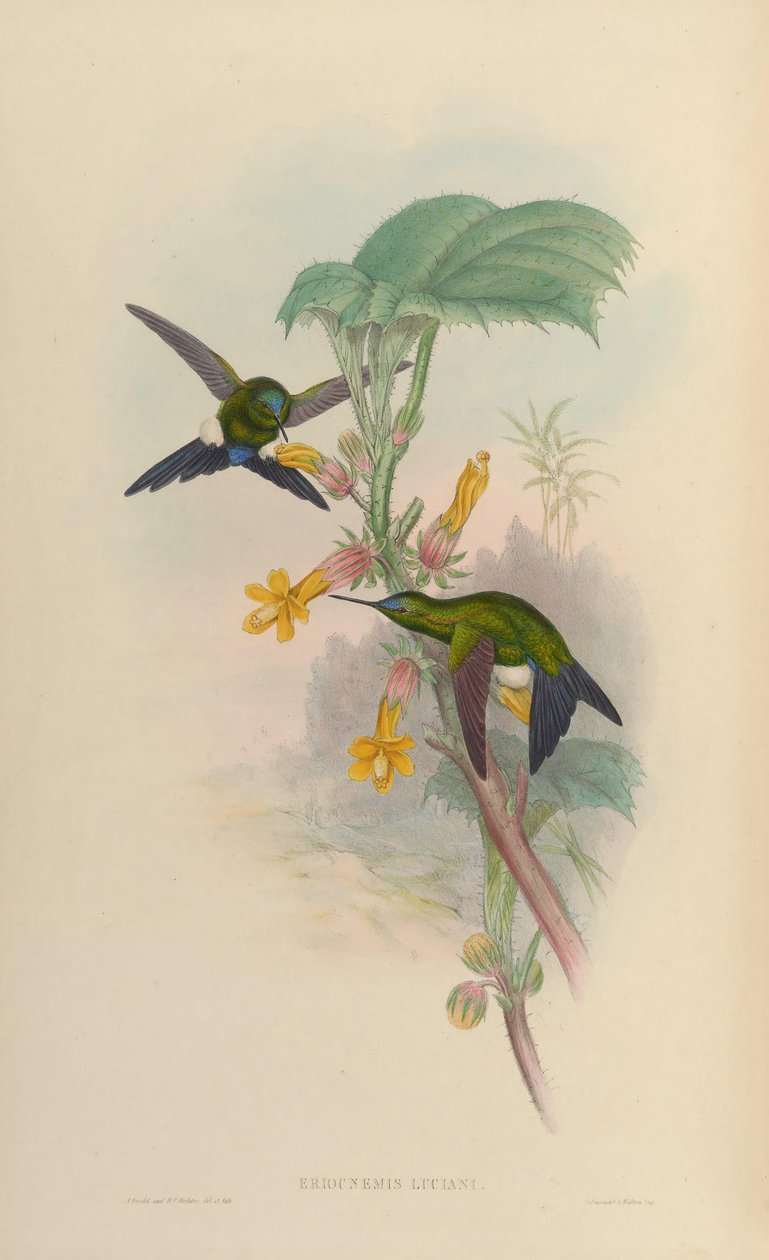 Eriocnemis luciani بواسطة جون جولد