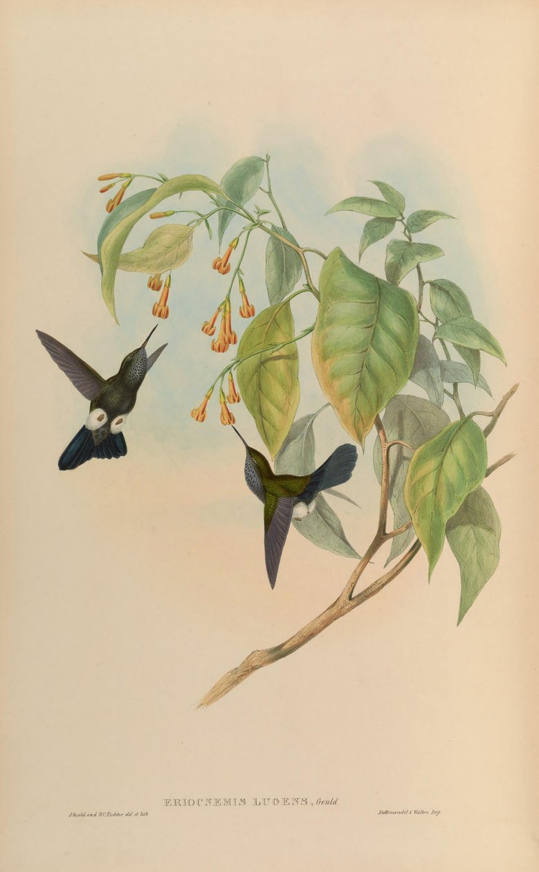 Eriocnemis حزين حزين = Haplophaedia بواسطة جون جولد