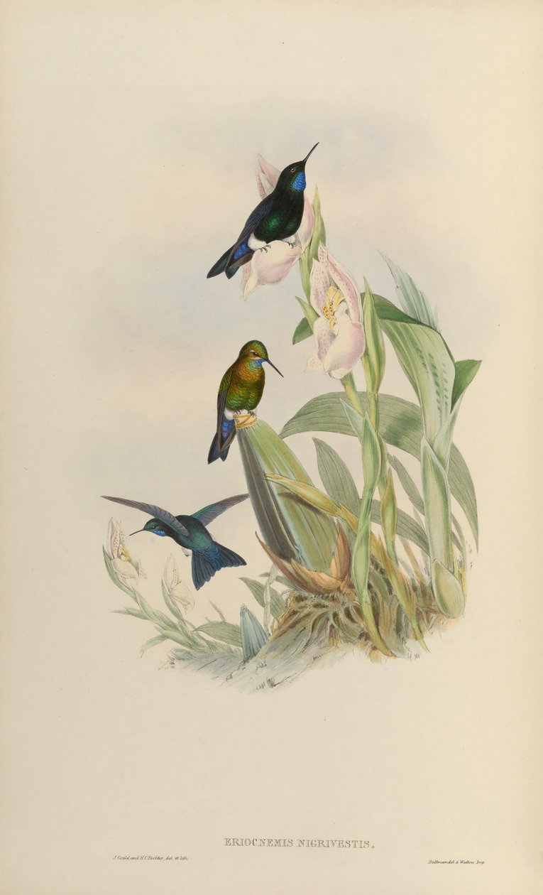 Eriocnemis nigrivestis بواسطة جون جولد