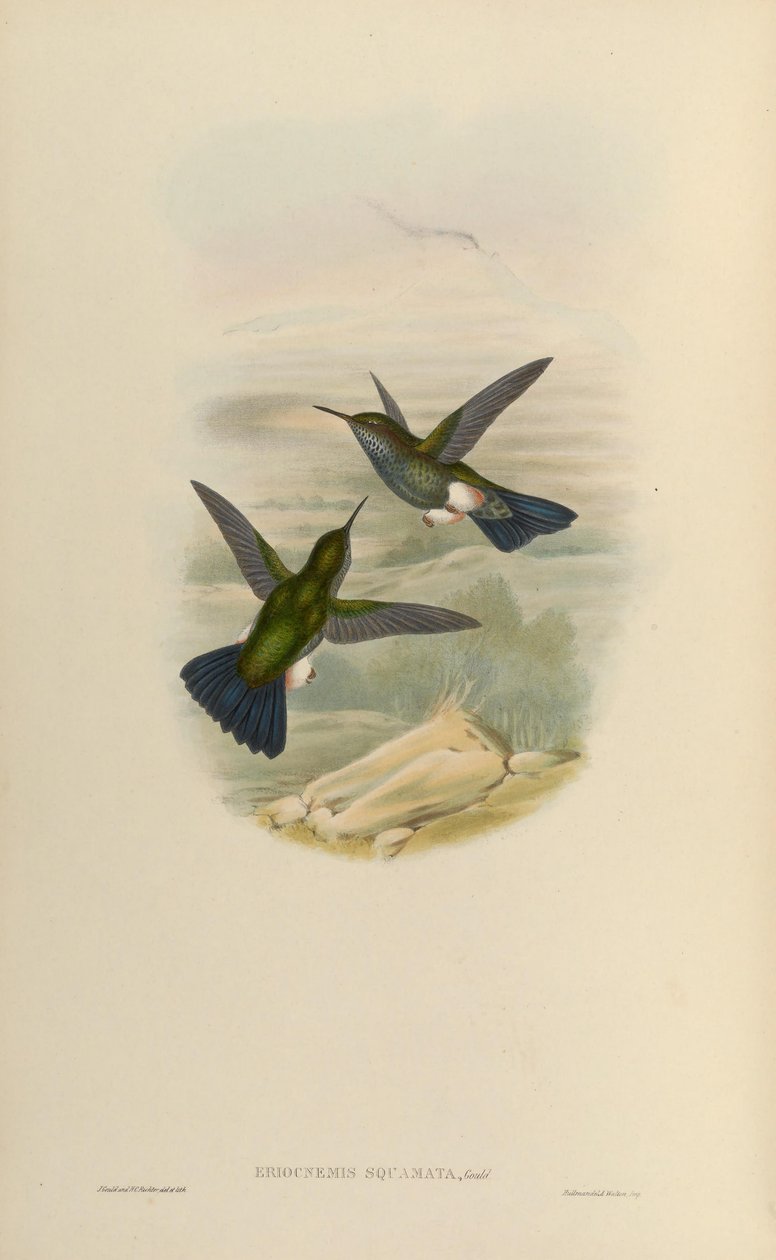 Eriocnemys حزين حزين = Haplophaedia بواسطة جون جولد