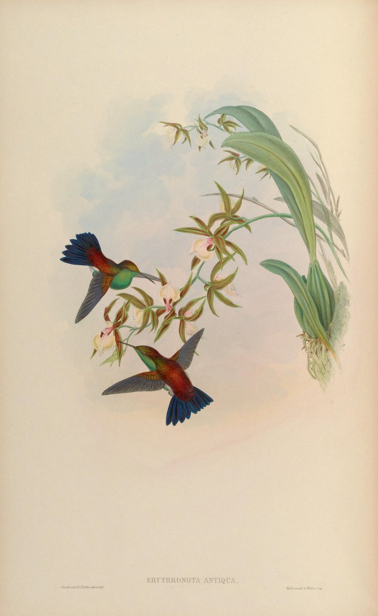 Erythronota antiqua = Amazilia tobaci erythronotos بواسطة جون جولد