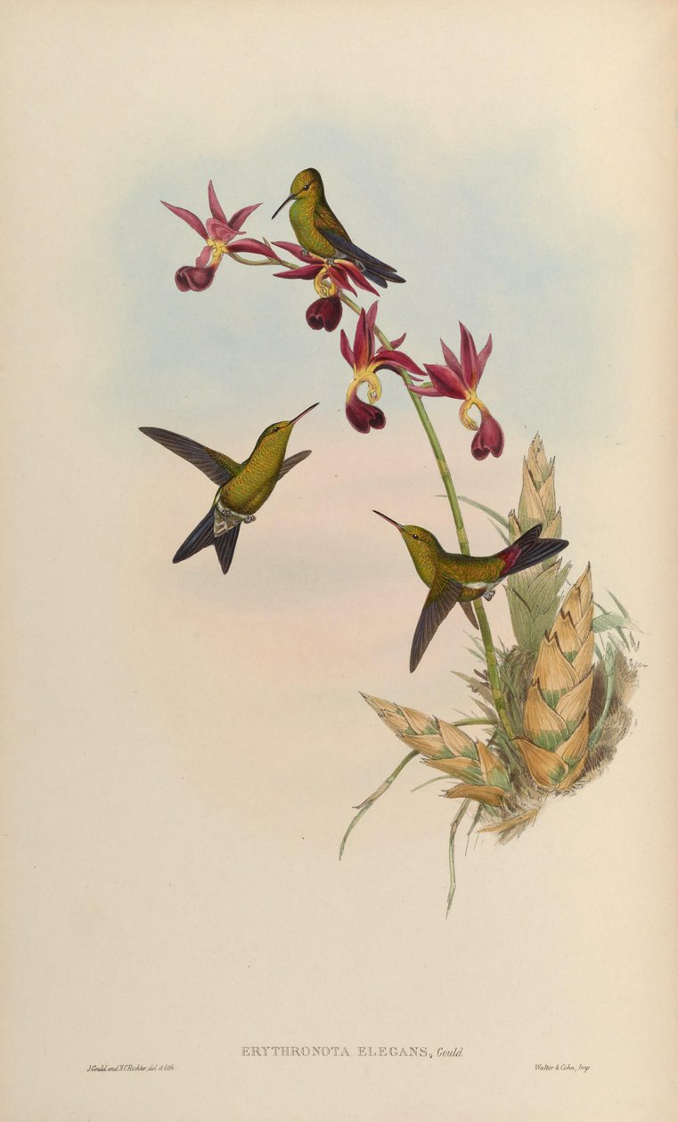 Erythronota elegans = الأنيجور Chlorostilbon بواسطة جون جولد