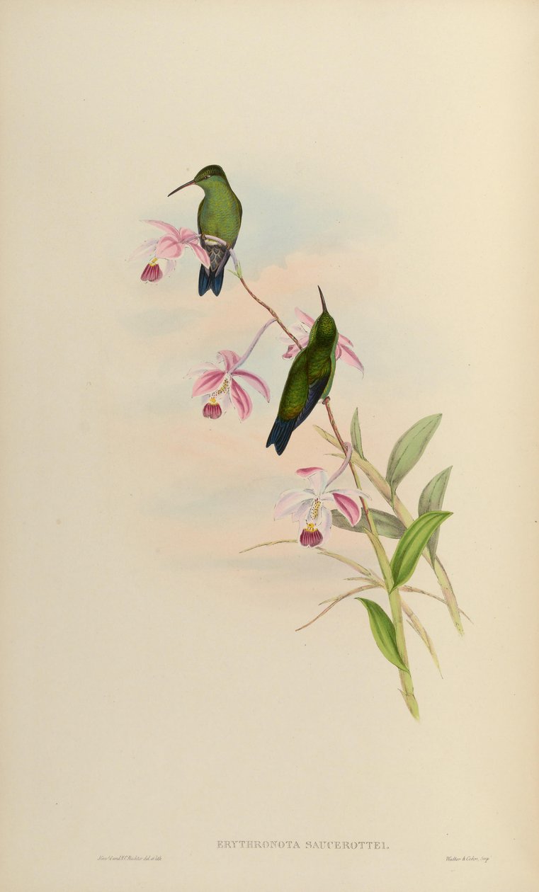 Erythronota saucerottei = صلصة الأمازيليا بواسطة جون جولد