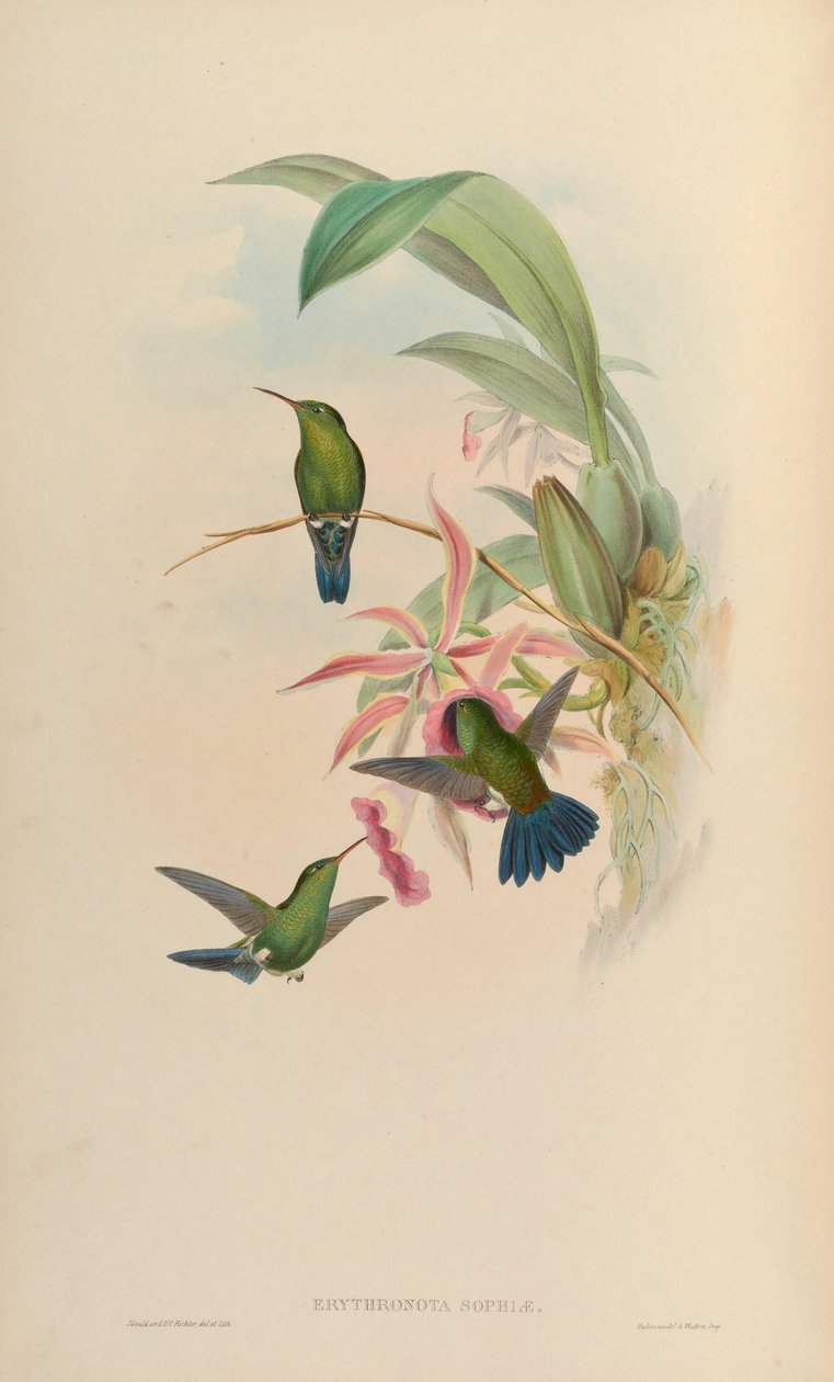 Erythronota Sophia = صلصة Amaxilia saucerrottei بواسطة جون جولد