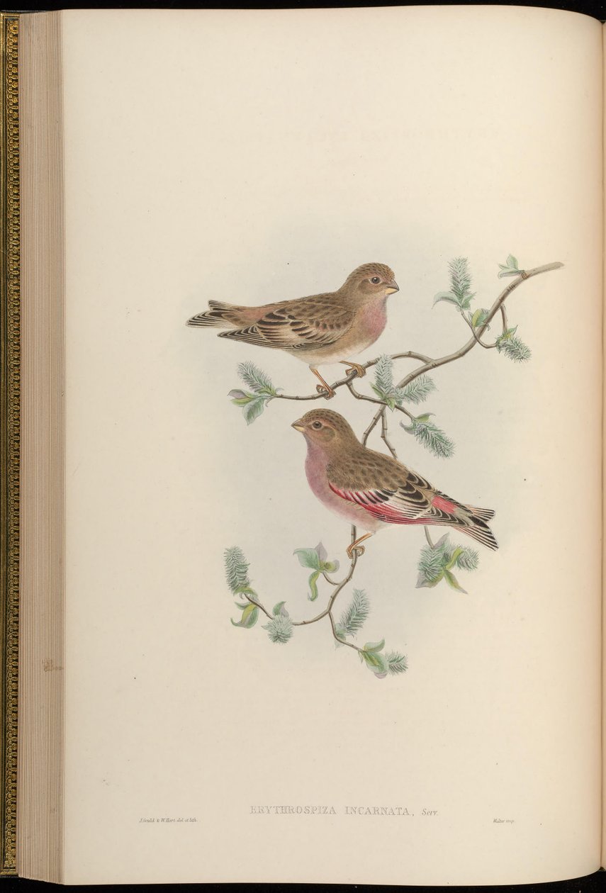 Erythrospiza incarnata = Bucanetes mongolicus [2] بواسطة جون جولد