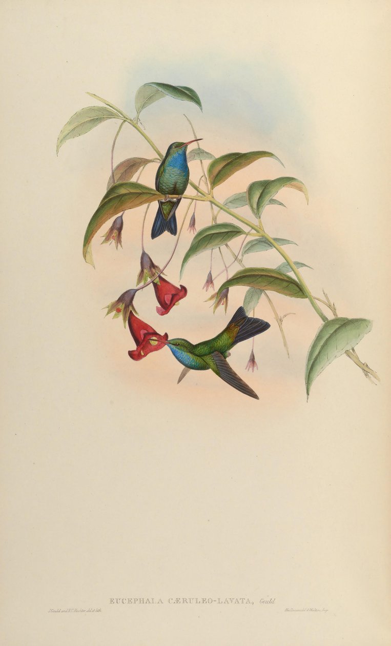 Eucephala caeruleolavata =؟ - معروف فقط من نوع العينة من جنوب شرق البرازيل ؛ تعامل كنوع صالح من قبل كوري (1918) و بينتو (1937) ؛ يعامل بيترز (1945) على أنه مزيج من الأبوة غير المحددة بواسطة جون جولد