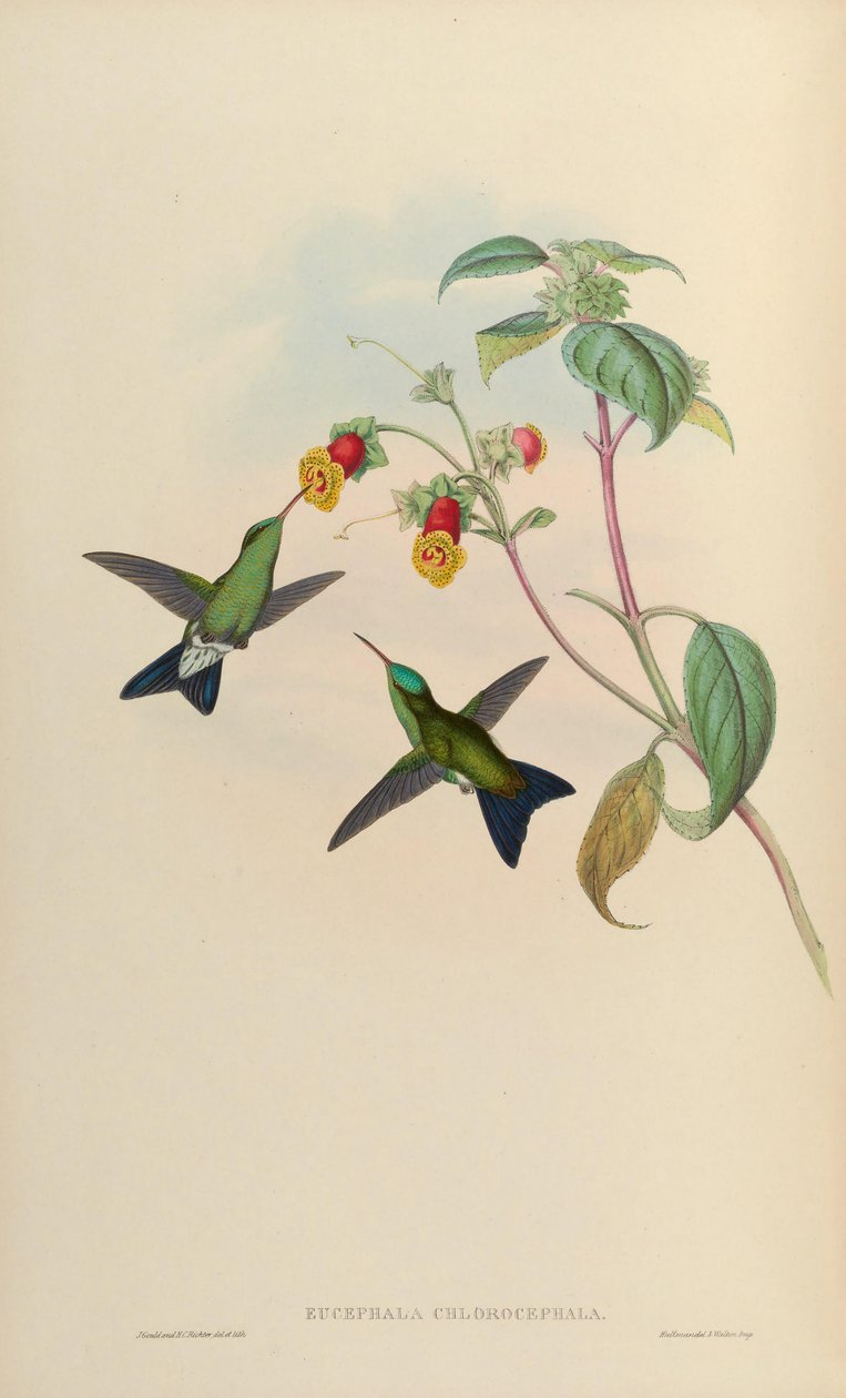 Euchala chlorocephala =؟ بواسطة جون جولد