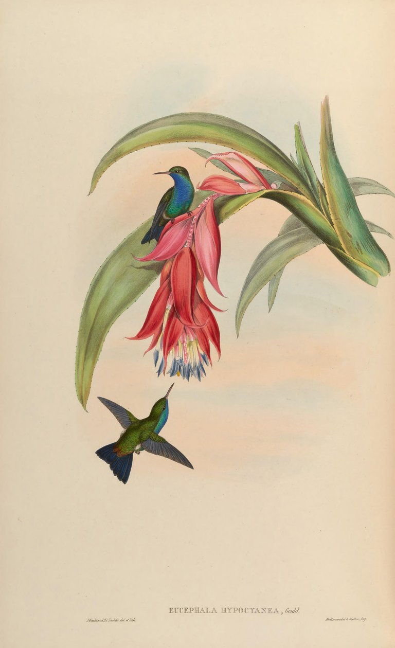 Eucephala hypocyanea = الشاذة Chlorostilbon notata أو (C. notata X Hylocharis cyanus) بواسطة جون جولد