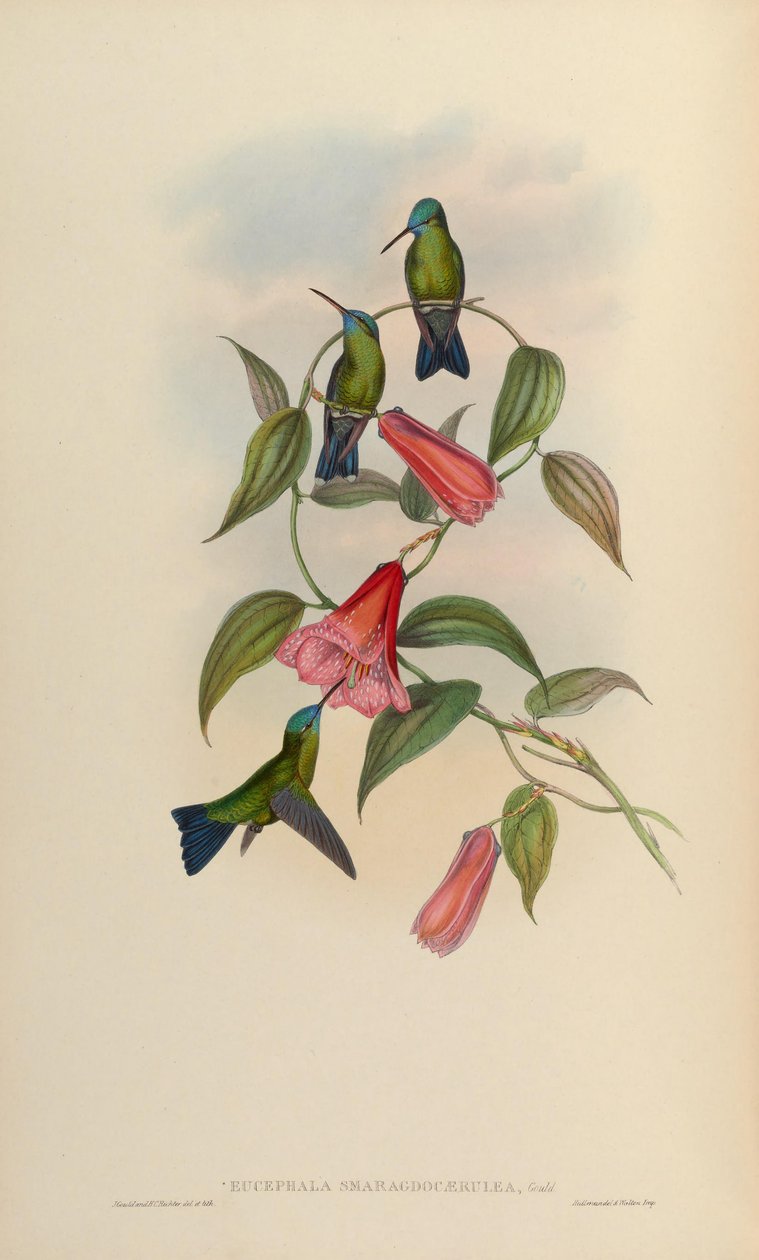 Eucephala emerald-caerulea = Chlorestes notatus X Thalurania glaucopis بواسطة جون جولد