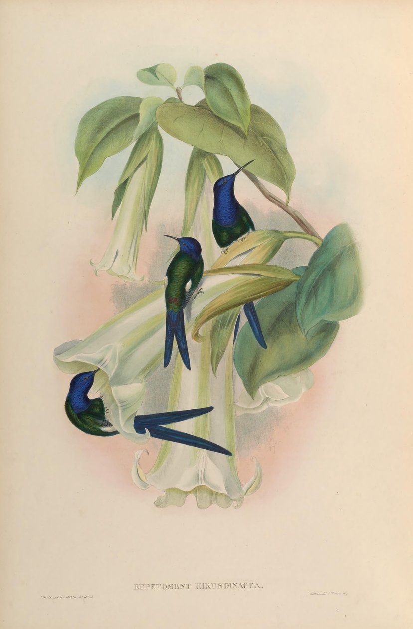 Eupetomena hirundinacea = Eupetomena macroura macroura بواسطة جون جولد