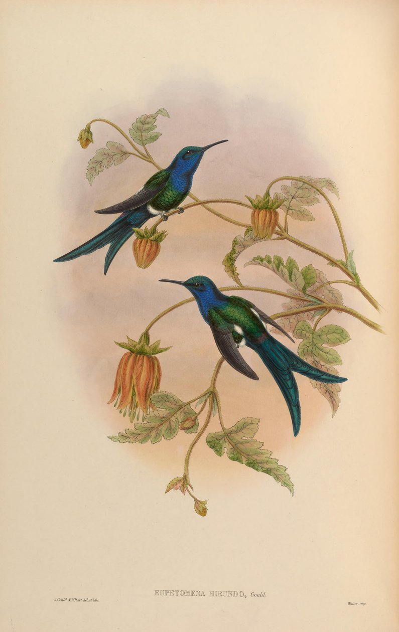 Eupetomena hirundo = Eupetomena macroura hirundo بواسطة جون جولد