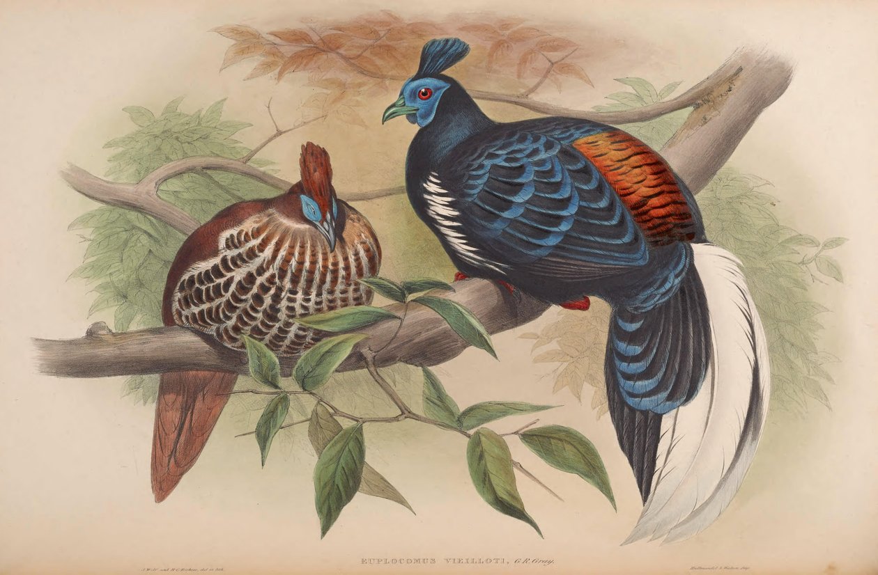 Enplocamns vieilloti = Lophura fire-red بواسطة جون جولد