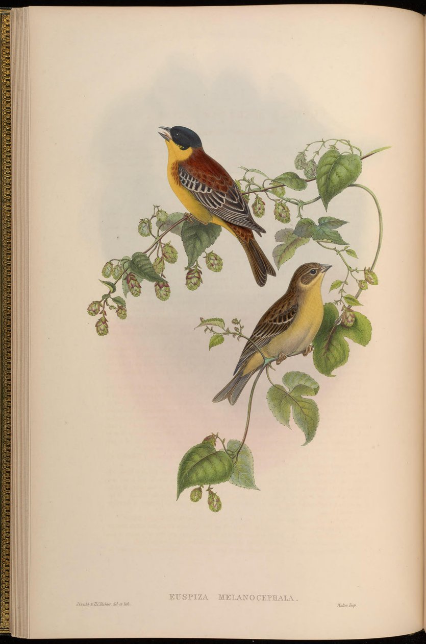 Euspiza melanocephala = Emberiza melanocephala بواسطة جون جولد