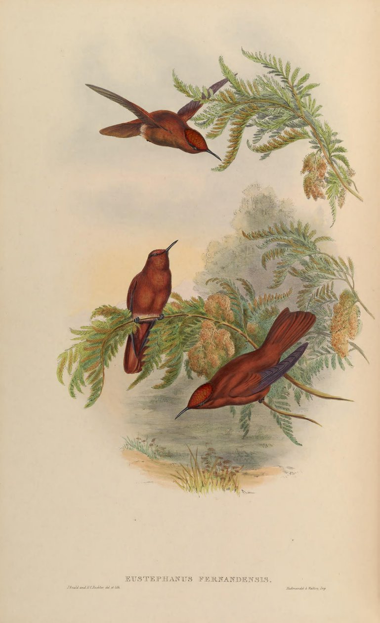 Eustephanos fernandensis = سيفانويدس فرناندينس بواسطة جون جولد