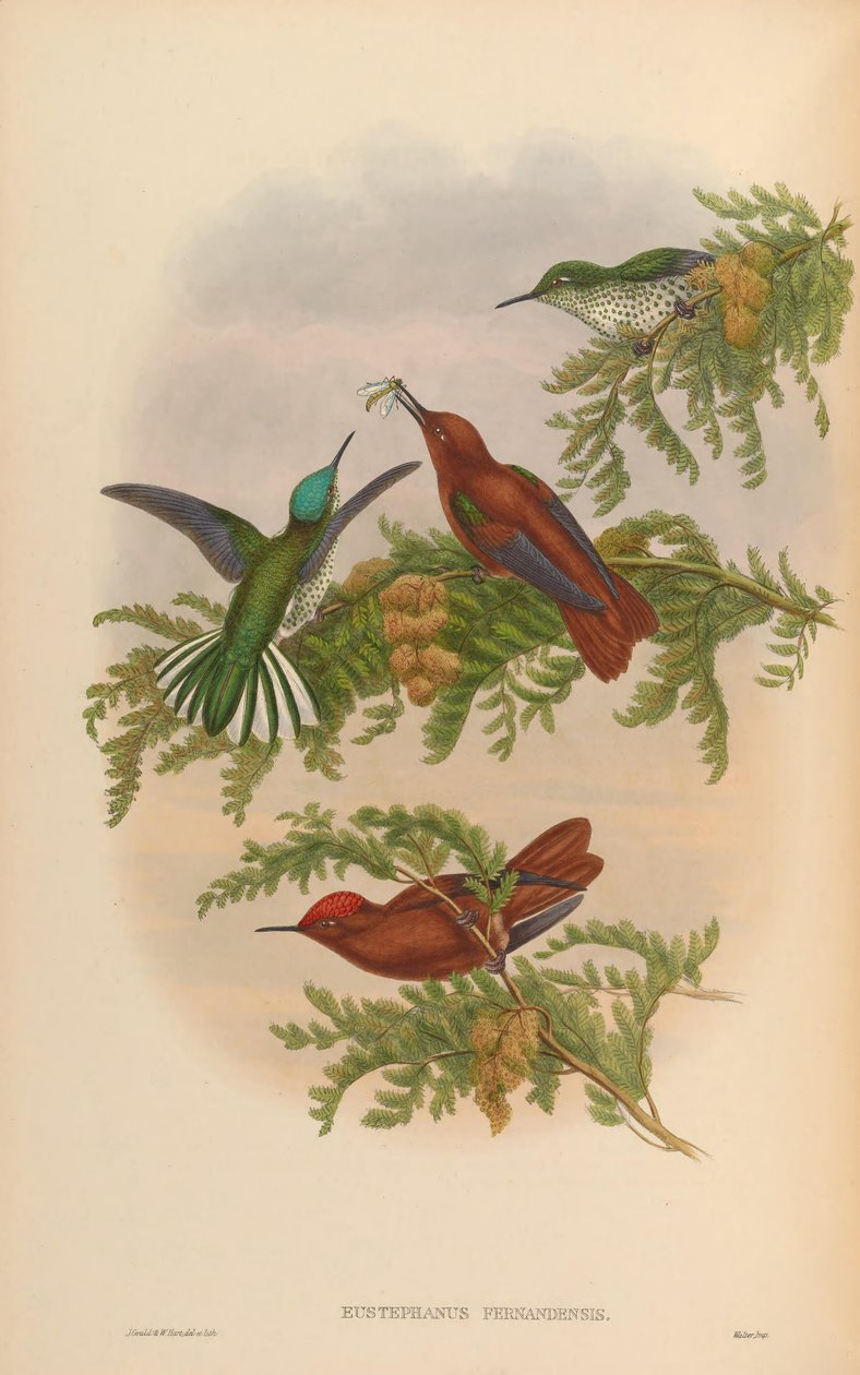 Eustephanos fernandensis = Sephanoides fernandensis fernandensis بواسطة جون جولد