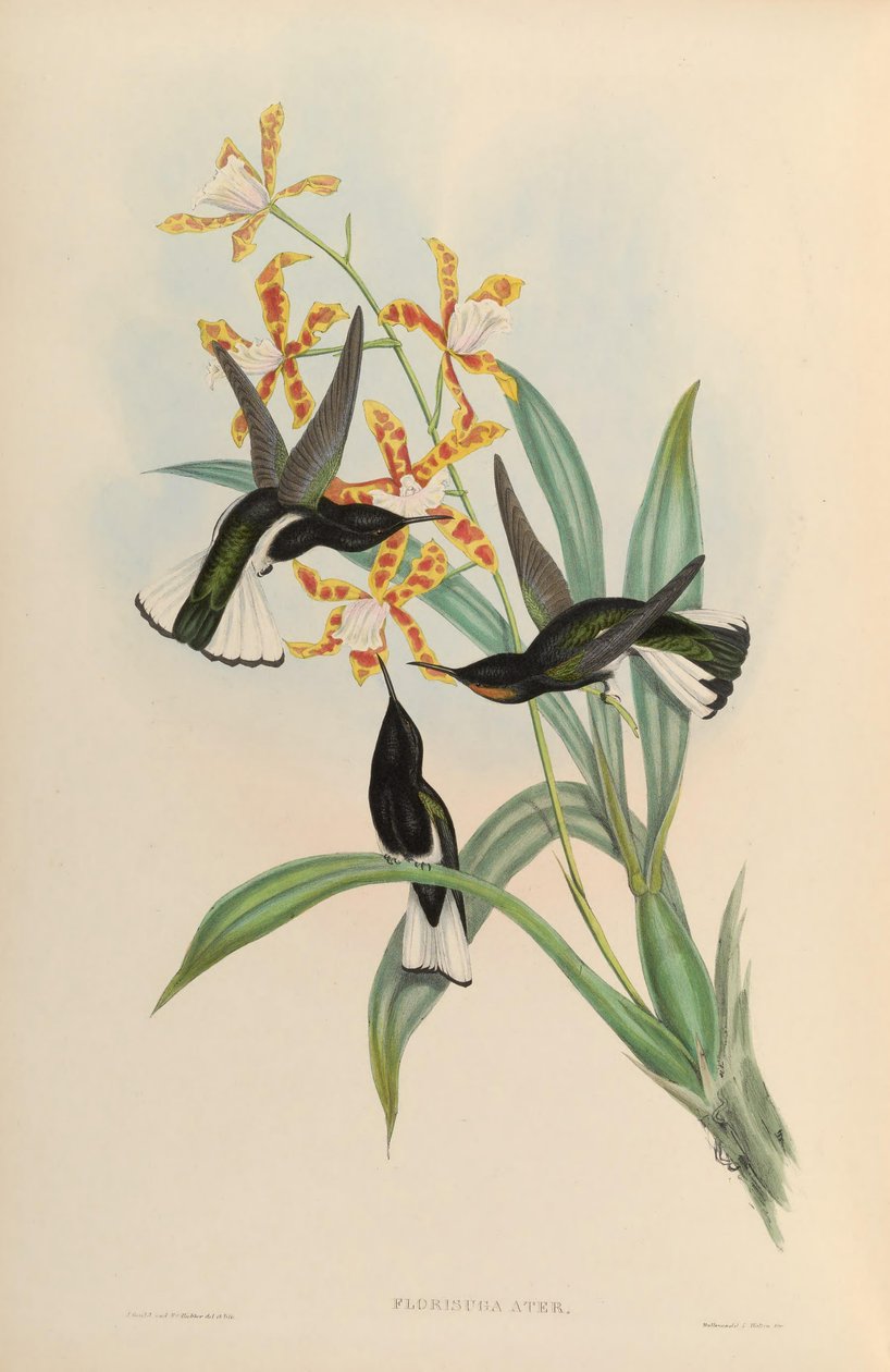Florisuga atra = Florisuga fusca بواسطة جون جولد