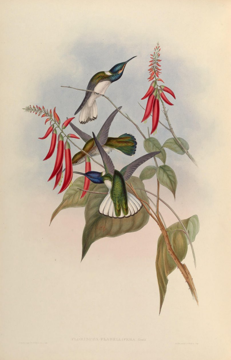 Florisuga flabellifera = Florisuga mellivora flabellifera بواسطة جون جولد