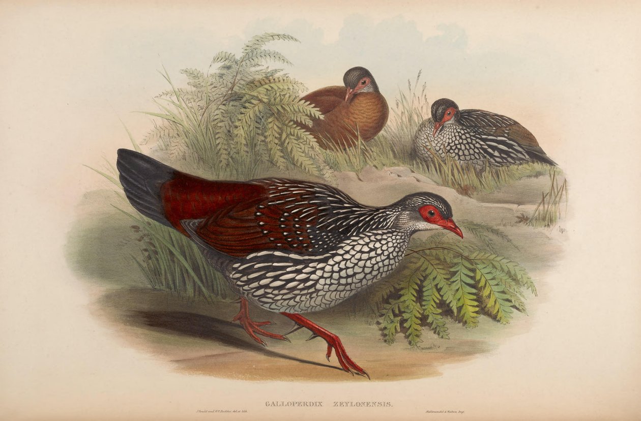Galloperdix zeylonensis = Galloperdix bicalcarata بواسطة جون جولد