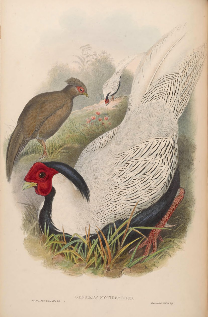 Gennaeus nycthemerus = Lophura nycthemera بواسطة جون جولد