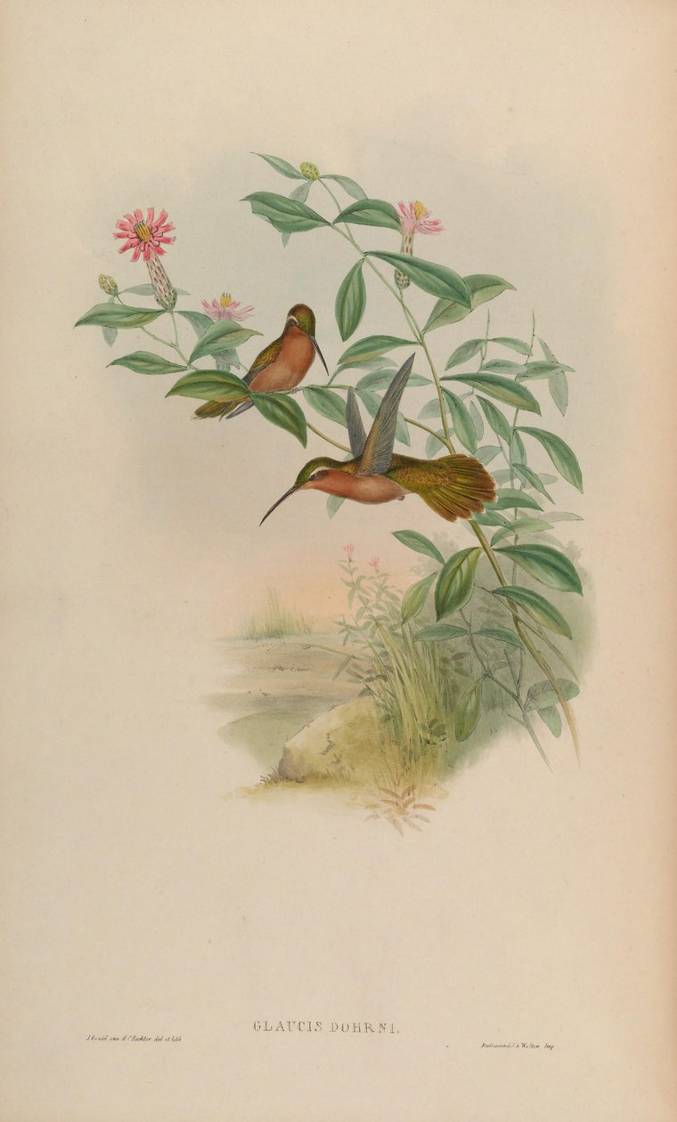 Glaucis dohrni = Glaucis dohrnii بواسطة جون جولد